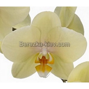 Орхидея 2 ветки (Anthura ‘Alassio’)
